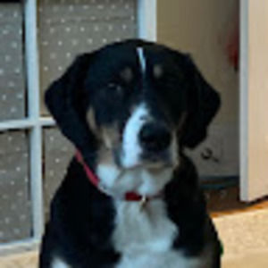 Meet your Posher, Gracie